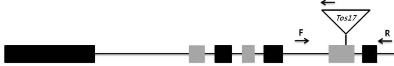 Fig.  1.  OsCPK11  gene  structure  showing  Tos17  insertion  site  for  the  oscpk11  mutant  line,  ND0001  [19]