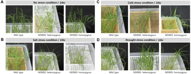 Fig.  2.  Phenotypic  features  of  the  wild  type  and  ND0001  mutant  plants  by  stress  conditions