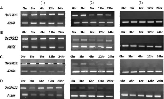 Fig.  4.  Expression  of  OsCPK11  in  wild  type  and  ND0001  mutant  plants  under  no  stress  (A),  salt  stress  (B),  cold  stress  (C)  and  drought  stress  (D)  conditions