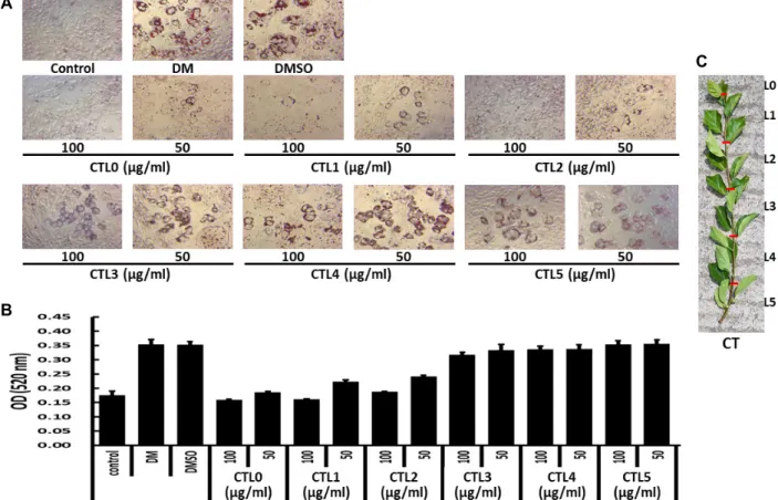 Fig.  1.  Cudrania  tricuspidata  leaf  extracts  were  inhibited  adipogenesis  in  3T3-L1  cell  line