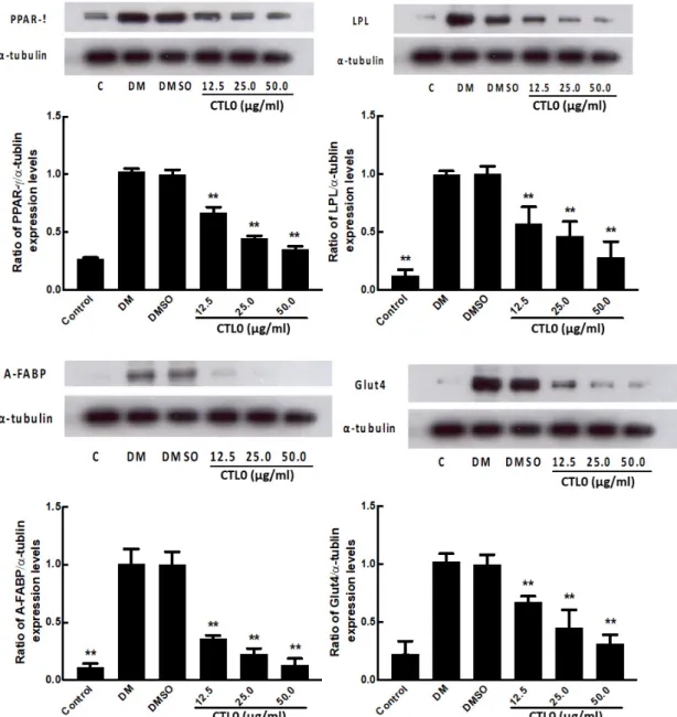 Fig.  5.  CTL0  inhibited  expression  of  PPAR-γ  and  its  target  genes  in  differentiated  3T3-L1  cells