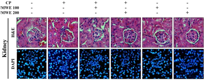 Fig.  3.  Histological  analysis  of  kidney.  Top  panel:  H&amp;E-stained  kidney,  bottom  panel:  DAPI-stained  kidney  (×400).