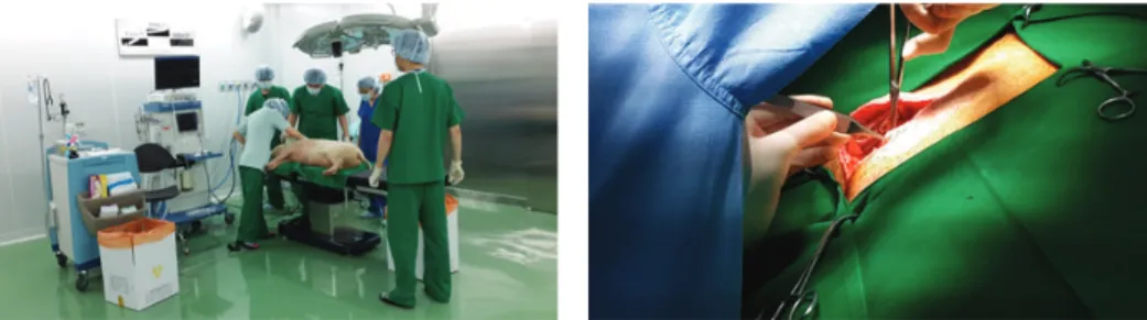 Figure 6: Insertion experiment using animal model.