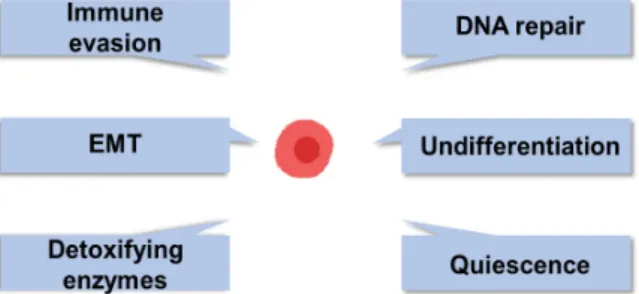 Fig.  3.  Schematic  representation  of  CSCs  properties.