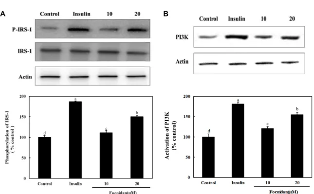 Fig.  2.  Effect  of  fucoidan  on  expression  of  IRS-1/PI3K  in  3T3-L1  adipocytes