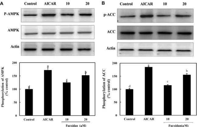 Fig.  4.  Effects  of  fucoidan  on  expression  of  AMPK/ACC  in  3T3-L1  adipocytes