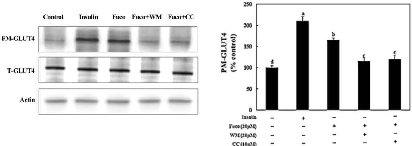 Fig.  5.  Effects  of  fucoidan  on  expression  of  PM-GLUT4  protein  in  3T3-L1  adipocytes