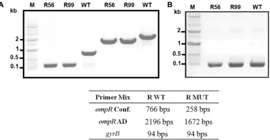 Fig.  1.  Genetic  confirmation  of  the  ompR  gene  deletion.  A.  The  genes  of  ompR  were  PCR  amplified  using  different  primer  combinations  ompR  Conf