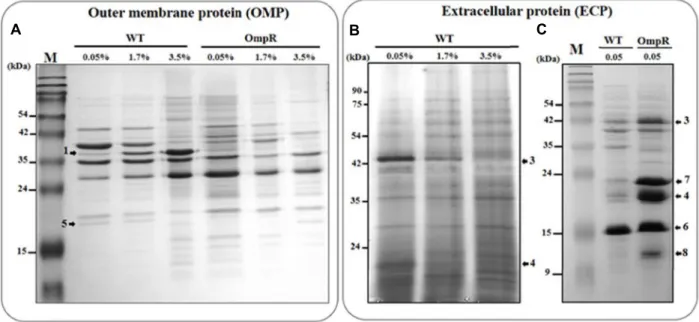 Fig.  3.  SDS-PAGE  analysis  of  Outer  membrane  (A)  and  Extracellular  protein  (B  and  C)