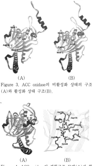 Figure  3.  ACC  oxidase의  비활성화  상태의  구조 (A)와 활성화 상태 구조(B).