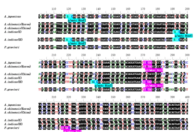 Fig.  2.  Alignment  from  3’  to  5’  end  of  100~400  bp  fragments  of  mitochondrial  DNA  COⅠ  for  the  4  species  and  2  sub  species.