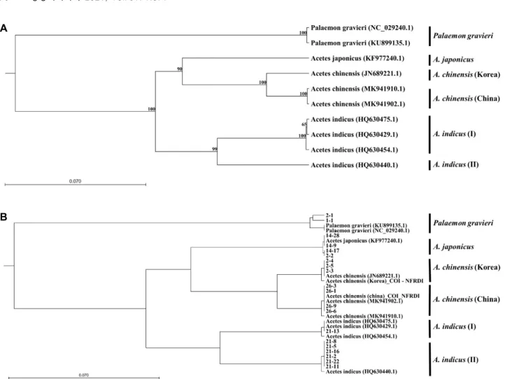 Fig.  3.  Phylogenetic  tree  using  Kimura  80  method  based  on  partial  COI  gene  sequence
