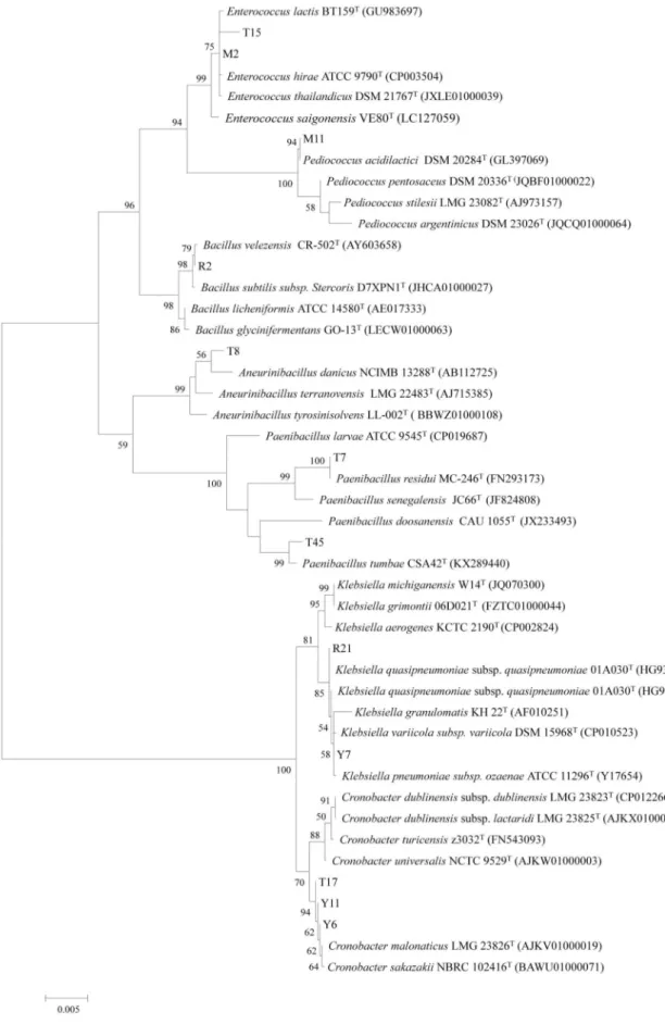 Fig.  1.  Neighbour-joining  phylogenetic  tree  determined  from  the  16S  rDNA  sequences  of  bacteria  from  the  Shindari