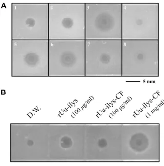 Fig.  5.  The  antimicrobial  activity  of  rUu-ilys  and  rUu-ilys-CF. 