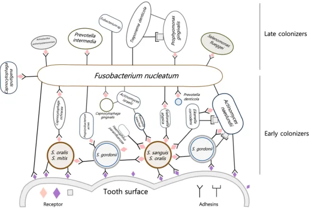 Fig.  1.  A  model  of  oral  biofilm  formation  on  the  tooth  surface  [3].  The  acquired  pellicle  on  the  tooth  surface    is  recognized  by  early  colonizing  bacteria  (Streptococcus  oralis,  Streptococcus  mitis,  Streptococcus  gordonii  a