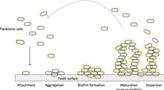 Fig.  2.  A  developmental  model  of  oral  biofilm  formation.  Biofilm  formation  is  explained  5  distinct  stages  as  1)  attachment,  2)  ag- ag-gregation  3)  biofilm  formation,  4)  maturation,  and  5)  dispersion  [38].