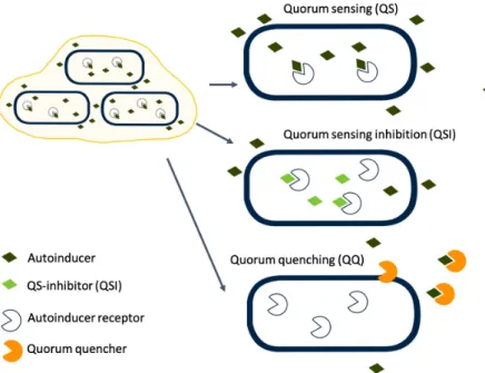 Fig.  4.  The  overview  of  the  quorum  sensing  (QS),  quorum  sensing  inhibition  (QSI)  and  quorum  quencher  (QQ)  [30].