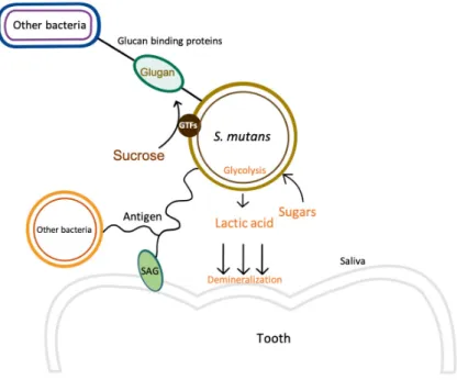 Fig.  5.  The  virulence  factors  of  Streptococcus  mutans. 