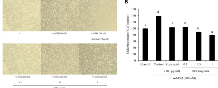 Fig.  5.  Effect  of  U.  rhynchophylla  on  melanin  content.  (A)  Cell  morphology  was  observed  under  a  phase  contrast  microscope