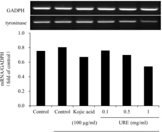 Fig.  7.  Effect  of  U.  rhynchophylla  on  the  mRNA  expression  of  tyrosinase.  Total  RNA  from  B16F10  cells  treated  with  U