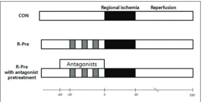 FIGURE  1. Experimental protocols. Hearts were subjected to  30 min of regional ischemia and 2 hr of reperfusion