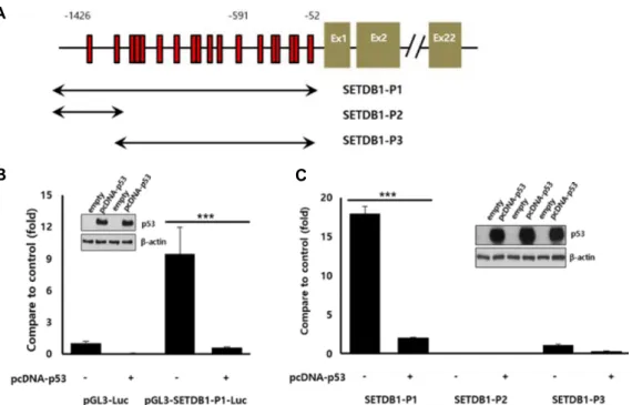 Fig.  2.  Changes  of  SETDB1  promoter  activity  by  p53  (A)  Putative  p53  binding  sites  in  SETDB1  promoter  region  were  identified  using  TF  motif  binding  search  program