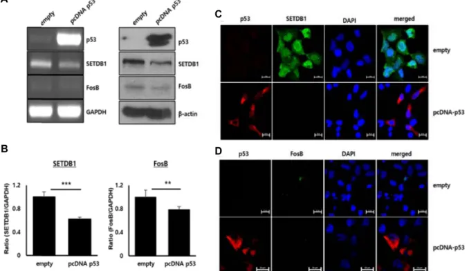 Fig.  4.  Expression  of  SETDB1  and  FosB  by  p53  transfection.  H1299  cells  were  transfected  with  empty  vector  or  pCDNA3-p53  over- over-expression  vector