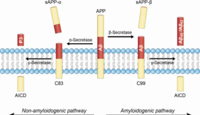 Fig.  1.  Amyloid  precursor  protein  (APP)  processing  pathways. 