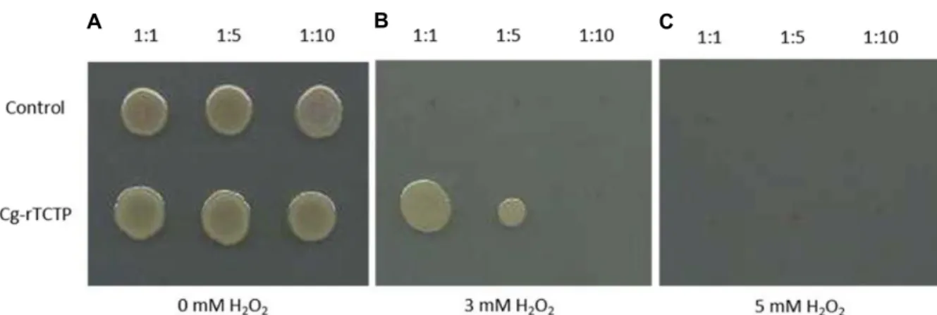 Fig.  4.  Hydrogen  peroxide  (H 2 O 2 )  tolerance  of  E.  coli  cells  transformed  with  Cg-rTCTP  gene