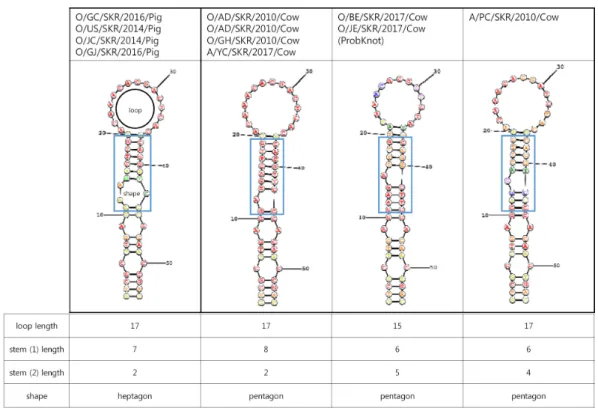 Fig.  4.  RNA  secondary  structures  of  individual  FMDV  strains  depend  on  the  host  species  infected