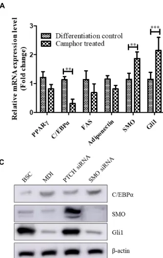 Fig.  2.  Evaluation  of  3T3-L1  preadipocytes  by  qPCR  and  Western  blot.  A.  Relative  expression  of  mRNA  in  response  to  camphor  (Data  are  expressed  as  mean  ±  SD