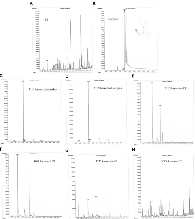 Fig.  4.  GC-MS  analysis  of  chemical  derivatives  associated  with  the  fermentation  system  used  to  produce  camphor