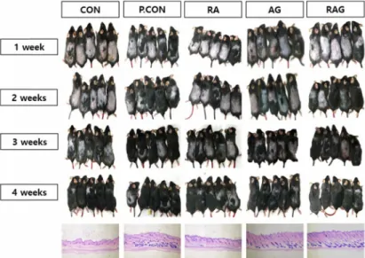 Fig.  1.  Time  dependent  changes  of  hair  re-growth  in  C57BL/6  treated  with  RA,  AG,  and  a  mixture  of  these  compounds  for  a  period  of  4  weeks