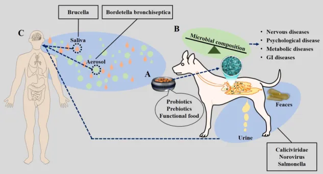 Fig.  1.  Changes  in  the  microbiota  in  a  pet  dog.  A.  Food  and  supplements  (probiotics,  prebiotics,  and  functional  food)  affect  the  microbial  composition  and  housing  conditions  of  pet  dogs
