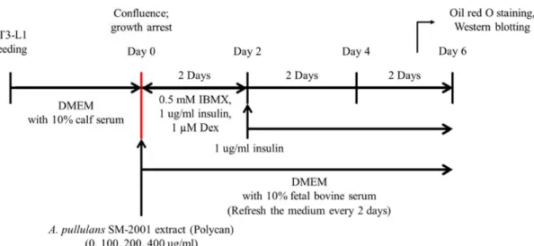 Fig.  1.  Experimental  scheme.  For  the  induction  of  adipocyte  differentiation,  3T3-L1  preadipocytes  were  seeded