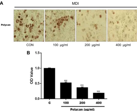Fig.  3.  Effects  of  Polycan ®   on  intracellular  lipid  accumulation  in  3T3-L1  cells