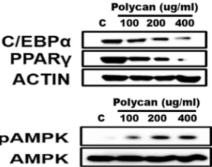 Fig.  6.  Effect  of  Polycan ®   on  the  protein  levels  of  the  PPARγ,  C/EBPα,  AMPK,  and  pAMPK  in  3T3-L1  adipocytes  by  Western  blotting