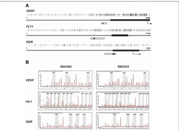 Fig. 1 Promoter CpG islands (a) and VEGF, FLT1, and KDR pyrosequencing in 2 RCC lines (b)