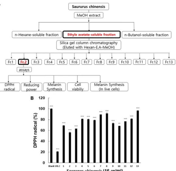 Fig.  1.  Screening  strategy  for  the  purification  of  active  ingredients  from  Saururus  chinensis  (A)  Schematic  diagram  of  the  extraction  procedure  and  assays  for  the  efficacy  of  antioxidant  and  melanin  synthesis