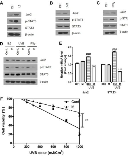 Fig.  2.  Effect  of  magnolol  on  IL6,  UV  and  IFNγ -induced  inflamation  stress  control  leads  to  cell  viability  in  HDF  cells