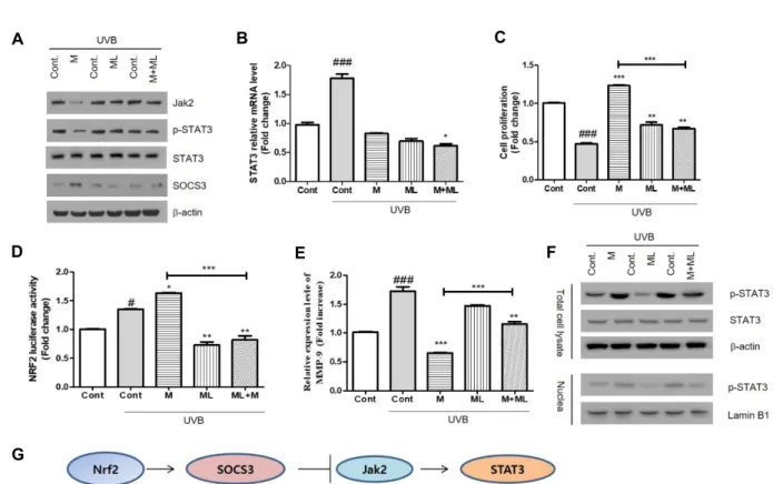 Fig.  4.  Role  of  NRF2-SOCS3-JAK2-STAT3  control  on  UVB-induced  HDF  cells  by  magnolol