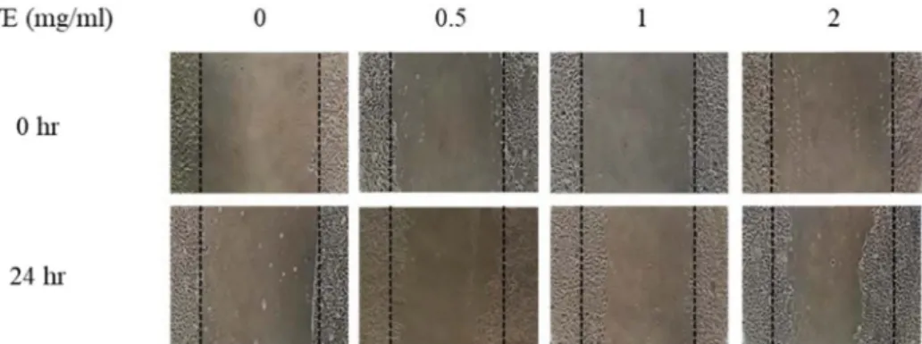 Fig.  2.  Skin  regeneration  effects  of  LWE  in  HaCaT  keratinocytes  using  the  cell  scratch  wound  healing  assay
