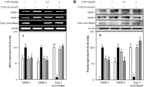 Fig.  5.  Effect  of  LWE  on  the  expression  of  MMP-1,  MMP-9  and  type  I  procollagen  in  UVB-irradiated  HaCaT  keratinocytes
