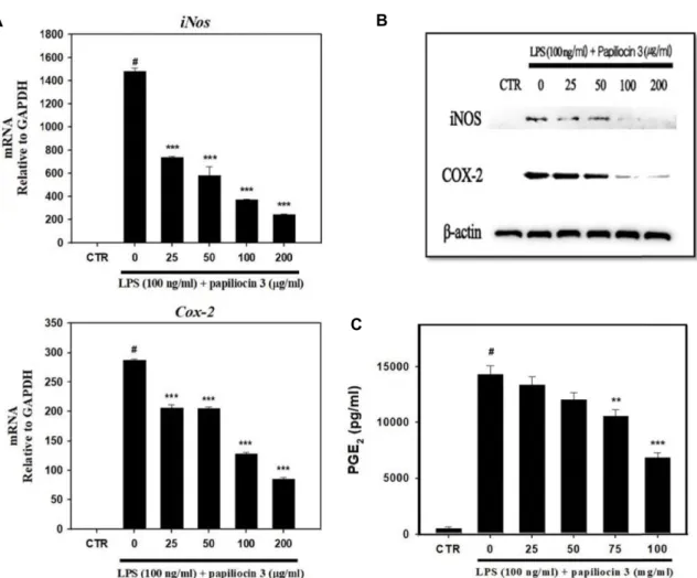 Fig.  3.  Inhibitory  effects  of  papiliocin  3  on  iNOS  and  COX-2  expression  and  PGE 2   production  in  LPS-induced  Raw264.7  cells