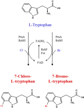 Fig.  3.  Artificial  biosynthetic  pathway  for  the  synthesis  of  7-  chloro-L-tryptophan  and  7-bromo-L-tryptophan
