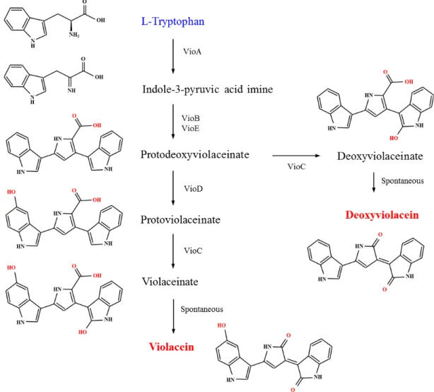 Fig.  6.  Artificial  biosynthetic  pathways  for  the  synthesis  of  violacein  and  deoxyviolacein