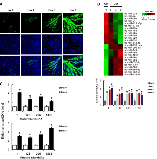 Fig.  1.  Expression  of  microRNAs  during  myogenic  differentiation  in  L6  cells
