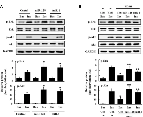Fig.  4.  Expression  of  miR-128  regulates  insulin  signaling  and  insulin  resistance  in  L6  cells