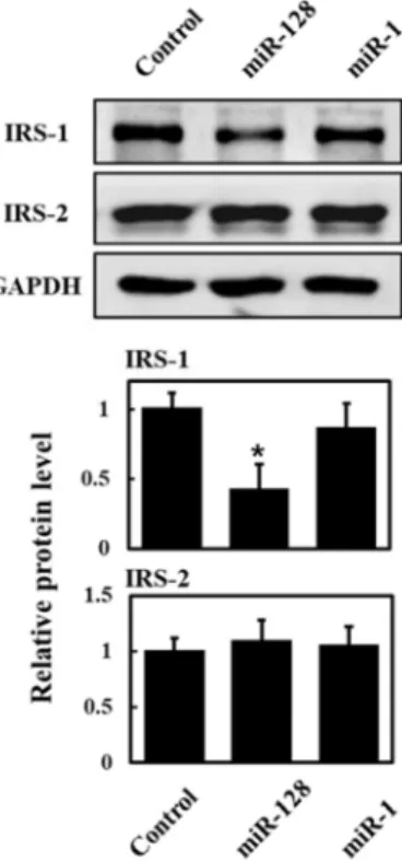 Fig.  5.  Transfection  of  miR-128  suppresses  expression  of  IRS-1  protein  in  L6  cells
