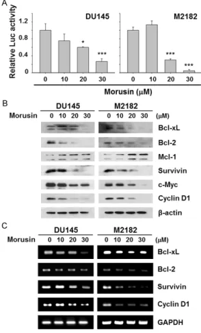 Figure 4. Effect of morusin on transcriptional activity  of STAT3 in human prostate cancer cells